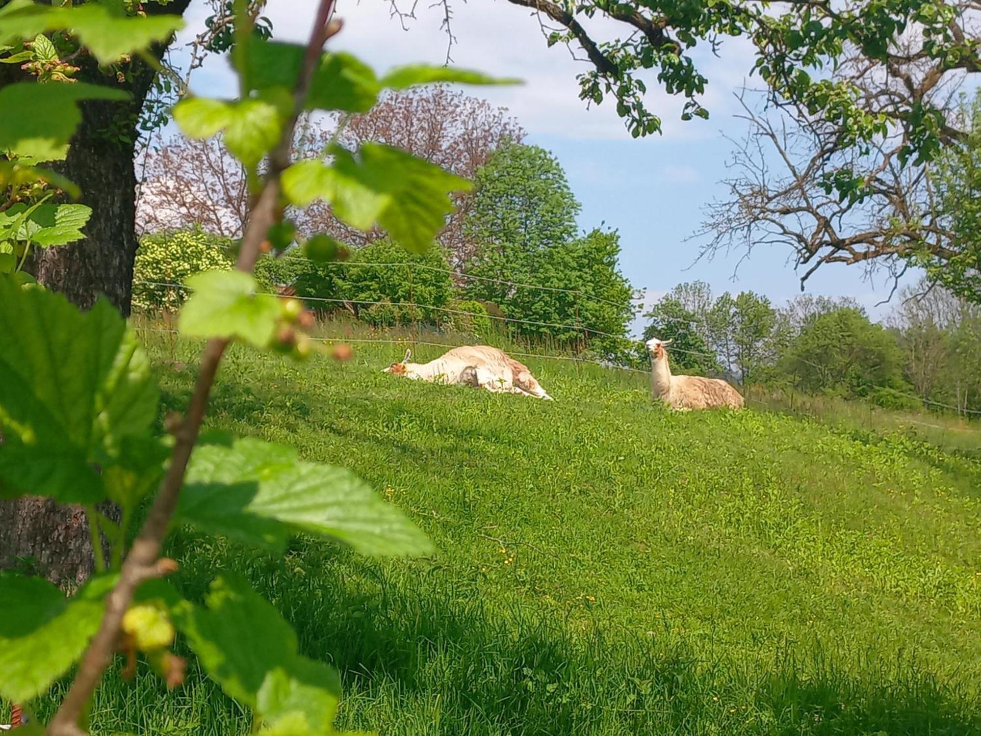 Ferienhaus Kaerntnergmiat Feldkirchen In Kaernten Bagian luar foto