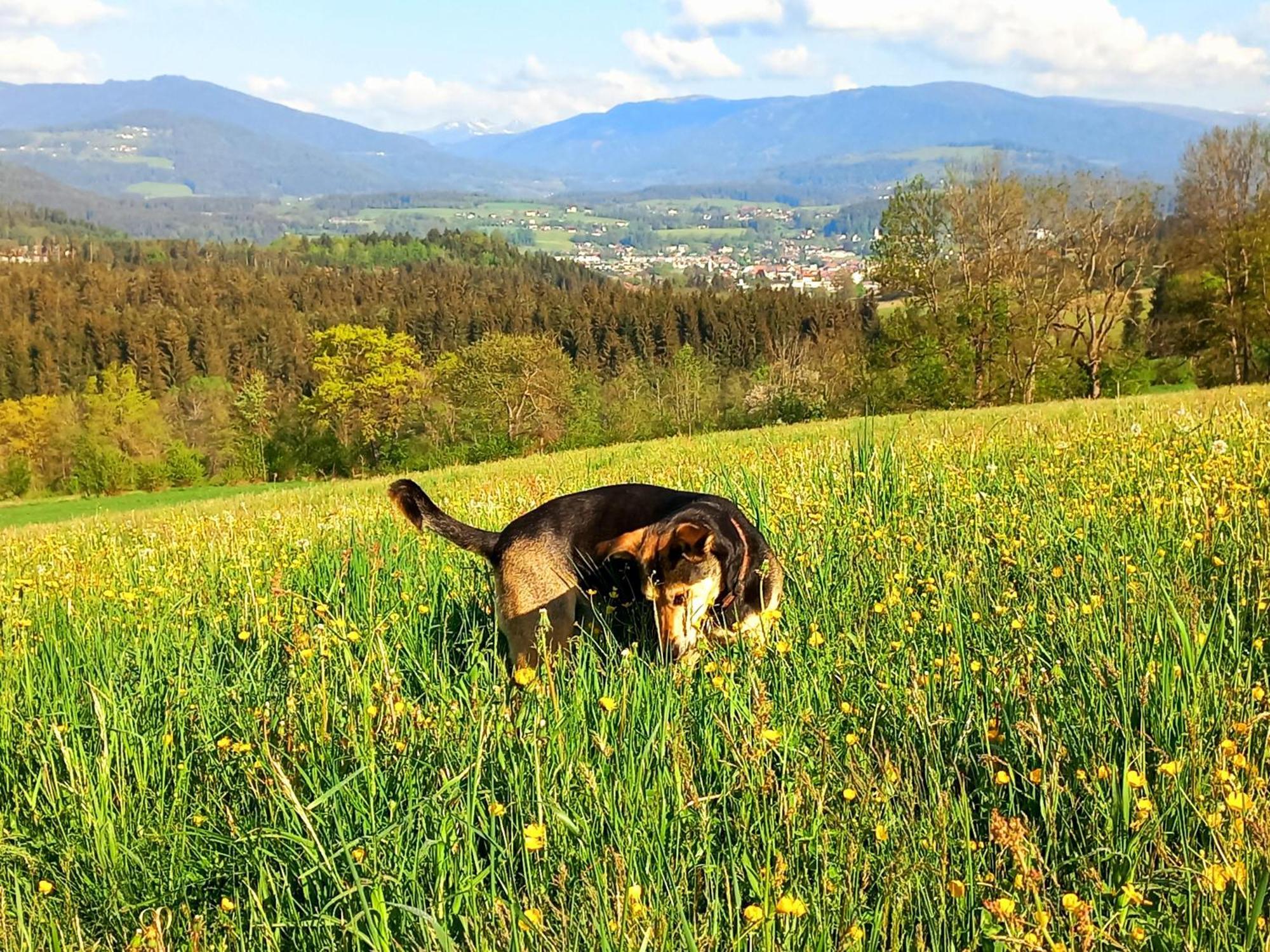 Ferienhaus Kaerntnergmiat Feldkirchen In Kaernten Bagian luar foto